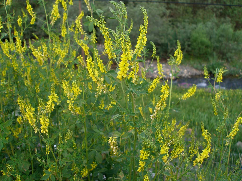 Turchia 1- Melilotus cfr. officinalis